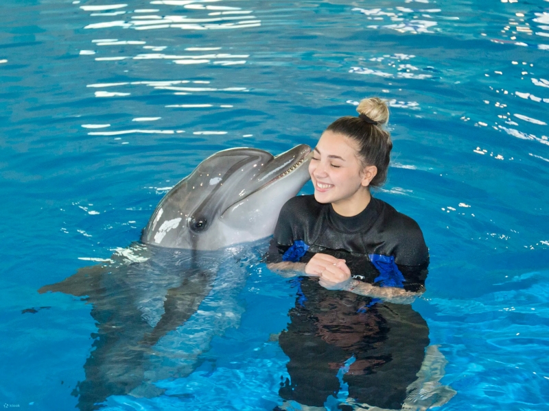Dolphins Shows
